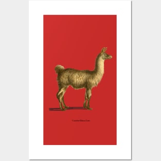 For the love of Llamas Posters and Art